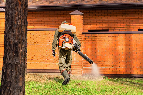 Trusted Ant Control service in Kurtistown, HI - Nex Pest Control